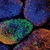 Bf3R Research Funding