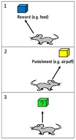graphic for severity assessment from the animals point of view